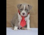 American bully pocket 